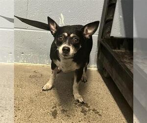 Chihuahua Dogs for adoption in Woodland, CA, USA
