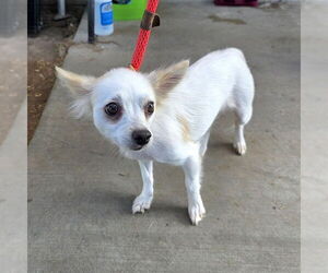 Chihuahua-Unknown Mix Dogs for adoption in Long Beach, CA, USA
