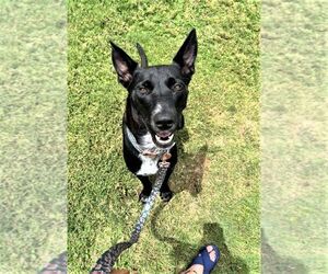 Australian Kelpie Dogs for adoption in Denton, TX, USA