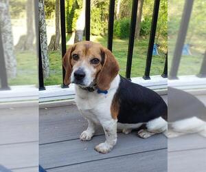 Beagle Dogs for adoption in Greenbelt, MD, USA