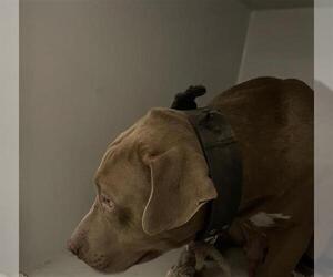 American Pit Bull Terrier Dogs for adoption in Houston, TX, USA