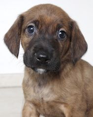 Medium Photo #1 Golden Retriever-Unknown Mix Puppy For Sale in Eden Prairie, MN, USA