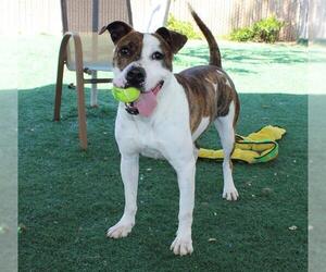 American Pit Bull Terrier Dogs for adoption in Chula Vista, CA, USA