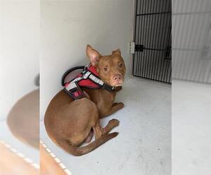 Labrador Retriever-Miniature Pinscher Mix Dogs for adoption in Houston, TX, USA