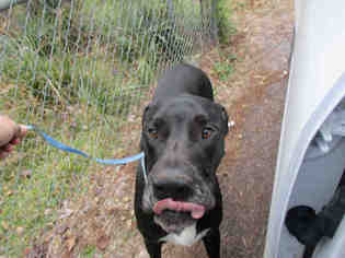 Great Dane Dogs for adoption in Conroe, TX, USA