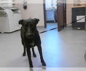 German Shepherd Dog-Unknown Mix Dogs for adoption in Fayetteville, NC, USA