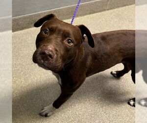American Pit Bull Terrier-Unknown Mix Dogs for adoption in Las Vegas, NV, USA