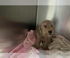 Poodle (Miniature) Dogs for adoption in Pasadena, CA, USA