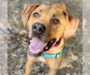 Mutt Dogs for adoption in Canton, CT, USA