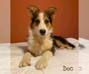 Australian Shepherd Dogs for adoption in Palatine/Kildeer/Buffalo grove, IL, USA