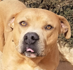 Mastiff Dogs for adoption in Albuquerque, NM, USA