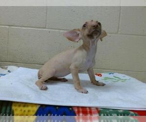 Chihuahua-Unknown Mix Dogs for adoption in Downey, CA, USA