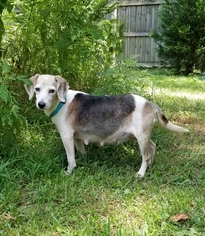 Medium Photo #1 Beagle Puppy For Sale in Brownsboro, AL, USA