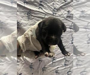 American Pit Bull Terrier-Unknown Mix Dogs for adoption in Riverside, CA, USA