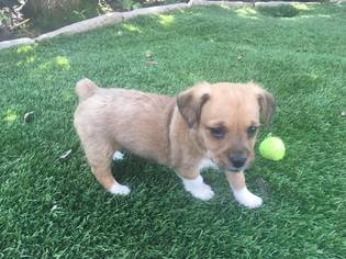 Small Poodle (Miniature) Mix