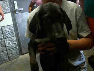 Black and Tan Coonhound Dogs for adoption in Tulsa, OK, USA