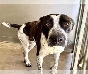 American Pit Bull Terrier-Unknown Mix Dogs for adoption in San Bernardino, CA, USA
