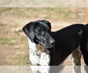Pointer-Unknown Mix Dogs for adoption in Newton, TX, USA