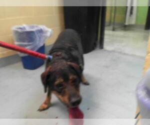 German Shepherd Dog-Unknown Mix Dogs for adoption in Tulsa, OK, USA