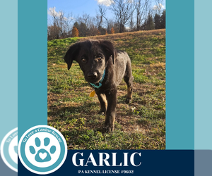 German Shepherd Dog-Unknown Mix Dogs for adoption in Kimberton, PA, USA