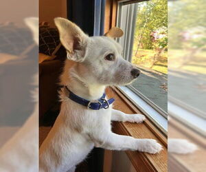 Chihuahua-Unknown Mix Dogs for adoption in Princeton, MN, USA