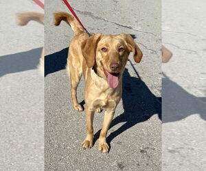 Golden Labrador Dogs for adoption in Lee's Summit, MO, USA