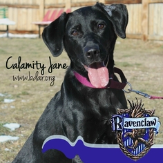 Labrador Retriever Dogs for adoption in Cheyenne, WY, USA