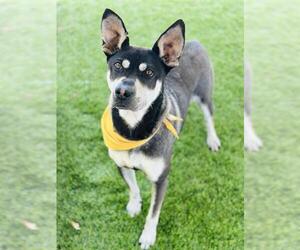 Sharberian Husky Dogs for adoption in Chula Vista, CA, USA