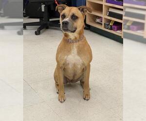 American Staffordshire Terrier Dogs for adoption in Corpus Christi, TX, USA