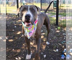 American Staffordshire Terrier-Unknown Mix Dogs for adoption in San Antonio, TX, USA