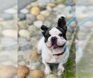French Bulldog Dogs for adoption in Salinas, CA, USA