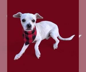 Chihuahua Dogs for adoption in Bakersfield, CA, USA