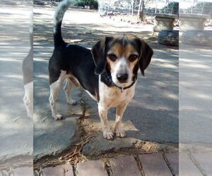 Beagle Dogs for adoption in Apple Valley, CA, USA