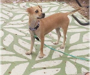 Chihuahua-Unknown Mix Dogs for adoption in Tonopah, AZ, USA