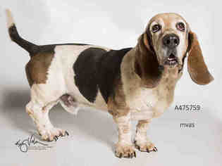 Basset Hound Dogs for adoption in Moreno Valley, CA, USA