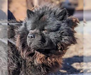 Chow Chow Dogs for adoption in St Louis, MO, USA