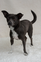 Chiweenie Dogs for adoption in Livingston, TX, USA