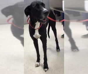 Great Dane Dogs for adoption in Riverside, CA, USA