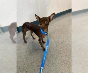 Miniature Pinscher Dogs for adoption in Hanford, CA, USA