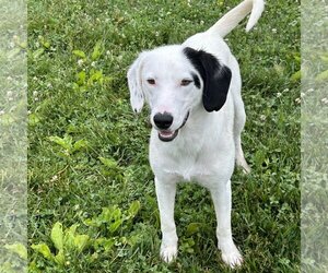 Pointer-Unknown Mix Dogs for adoption in Batavia, OH, USA