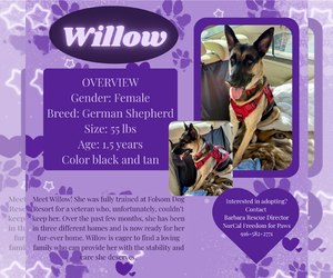 German Shepherd Dog Dogs for adoption in Rancho Cordova, CA, USA