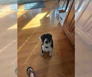 Border Collie-Unknown Mix Dogs for adoption in San Antonio, TX, USA