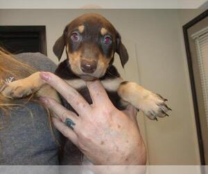 Doberman Pinscher Dogs for adoption in Burbank, CA, USA