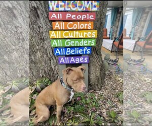 American Pit Bull Terrier-Unknown Mix Dogs for adoption in Sykesville, MD, USA