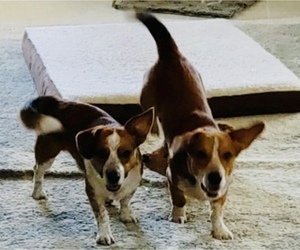 Pembroke Welsh Corgi Dogs for adoption in Columbus, IN, USA
