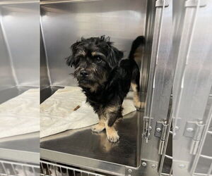 Dachshund-Unknown Mix Dogs for adoption in Oak Bluffs, MA, USA