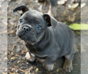 French Bulldog Dogs for adoption in Fair Oaks, CA, USA