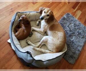 Redbone Coonhound Dogs for adoption in COLUMBIA, MD, USA