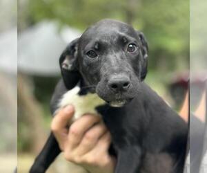 Labrador Retriever-Unknown Mix Dogs for adoption in Yardley, PA, USA