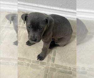 Small American Staffordshire Terrier Mix